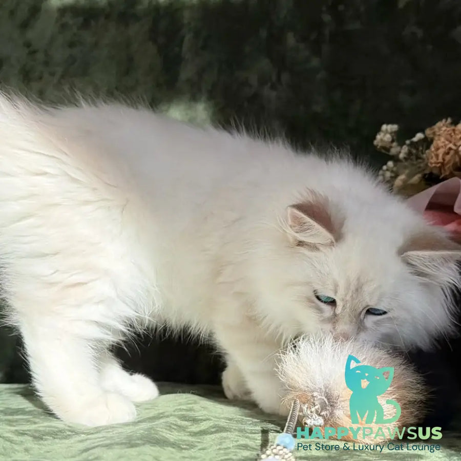 Rich Siberian male blue golden tabby pointed - live animals