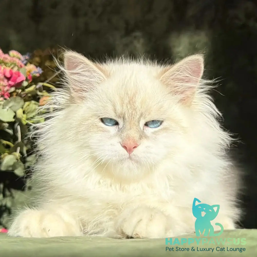 Rich Siberian male blue golden tabby pointed - live animals