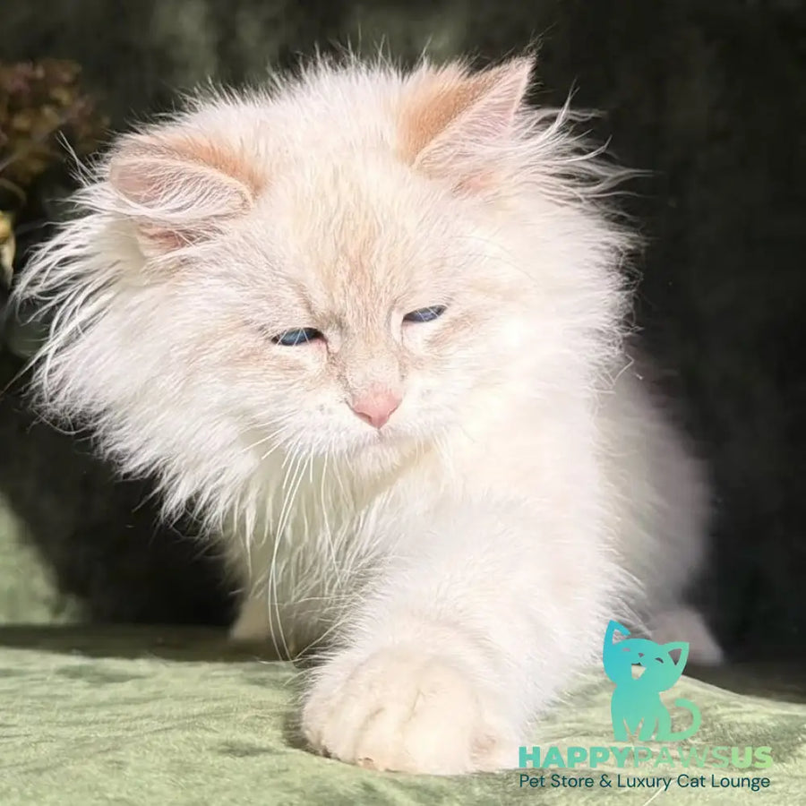 Rich Siberian male blue golden tabby pointed - live animals