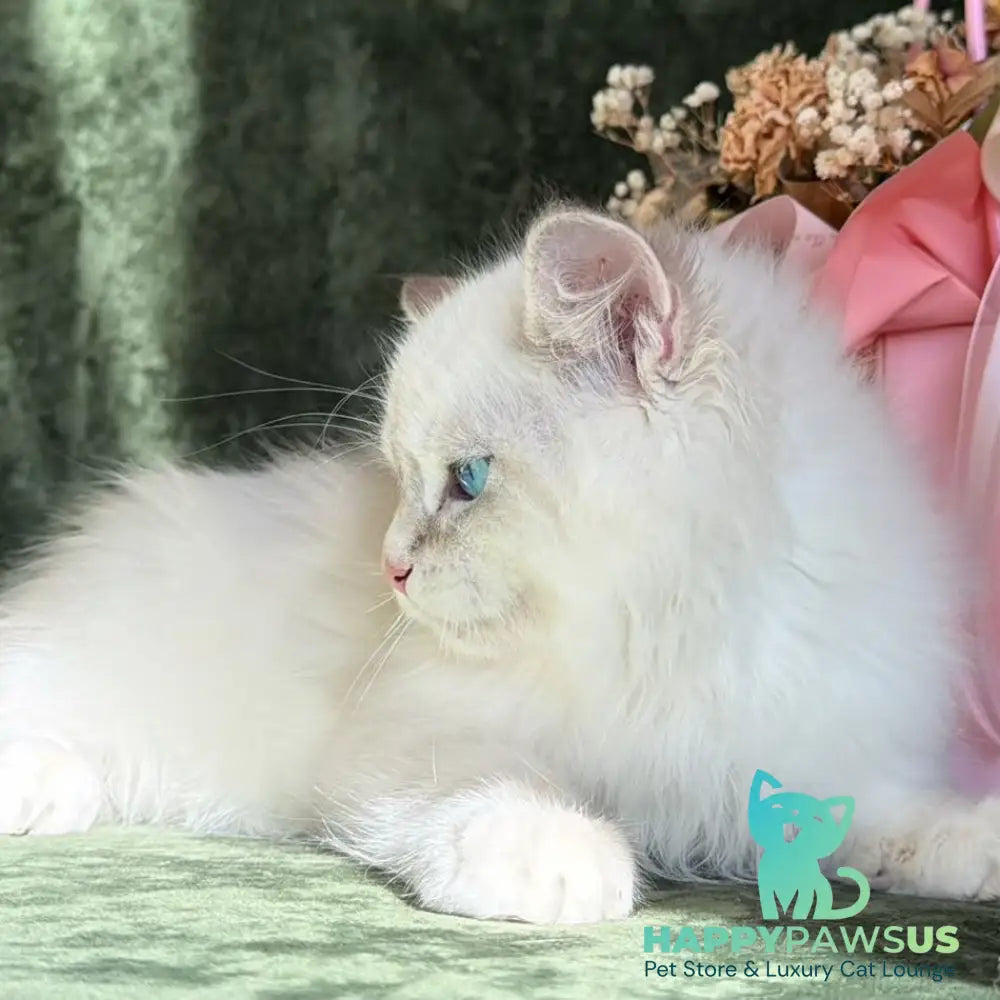 Rich Siberian male blue golden tabby pointed - live animals