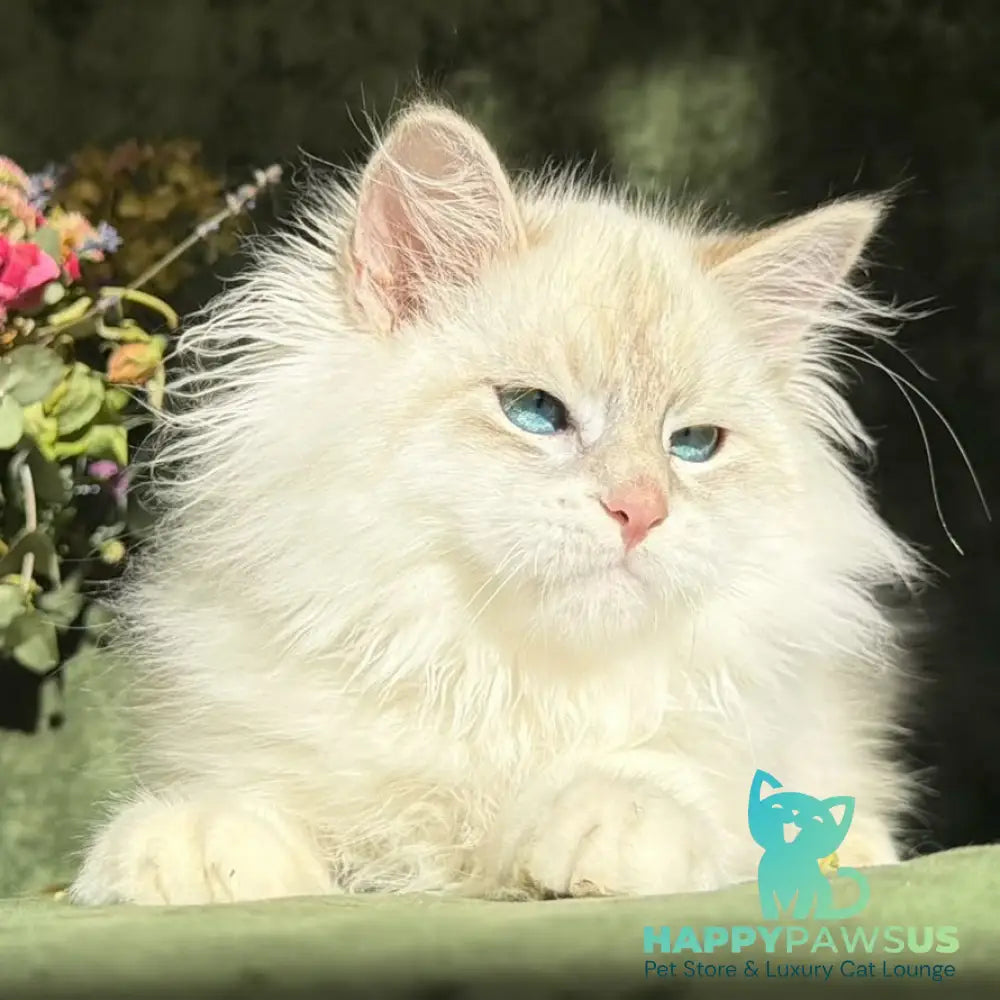 Rich Siberian male blue golden tabby pointed - live animals
