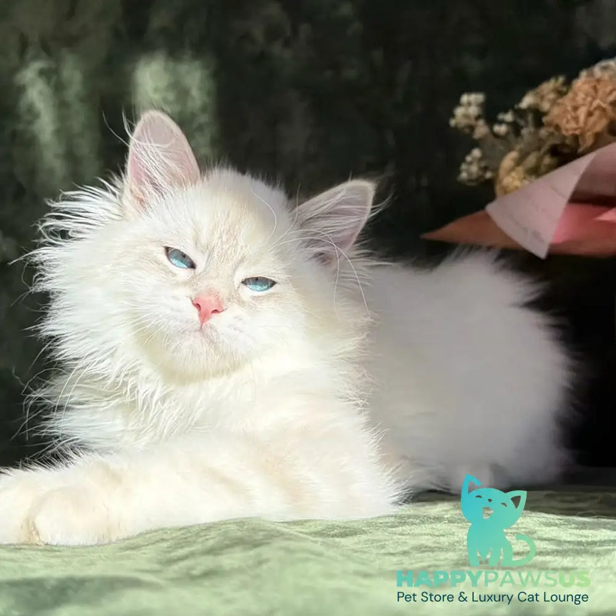 Rich Siberian male blue golden tabby pointed - live animals