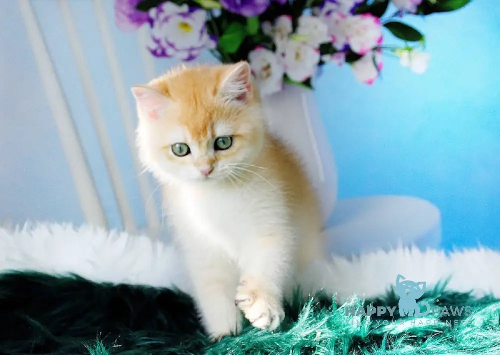 Richard British Shorthair male black golden chinchilla live animals