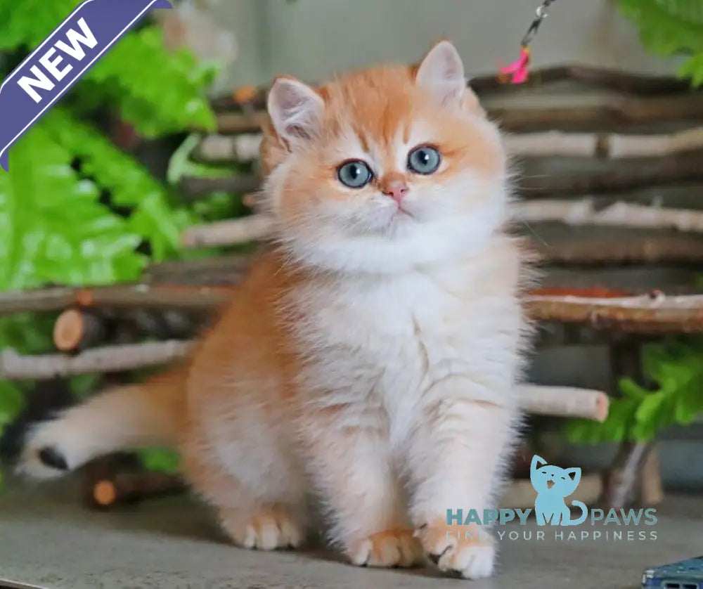 Richard British Shorthair male black golden chinchilla live animals