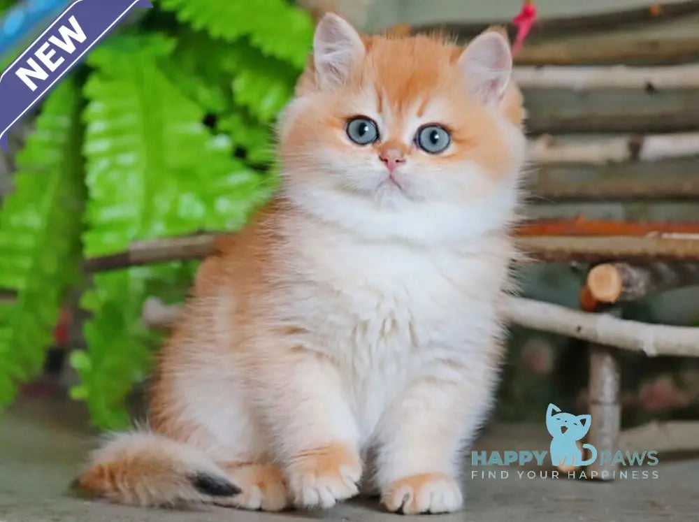 Richard British Shorthair male black golden chinchilla live animals