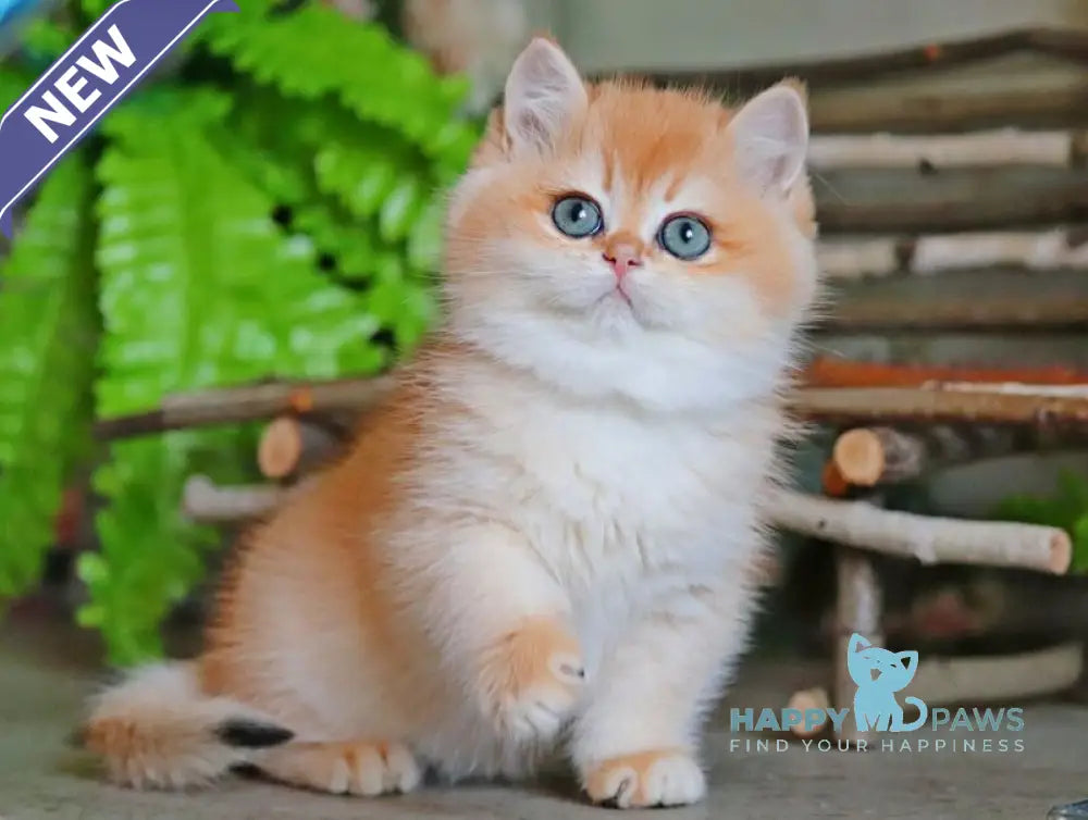 Richard British Shorthair male black golden chinchilla live animals