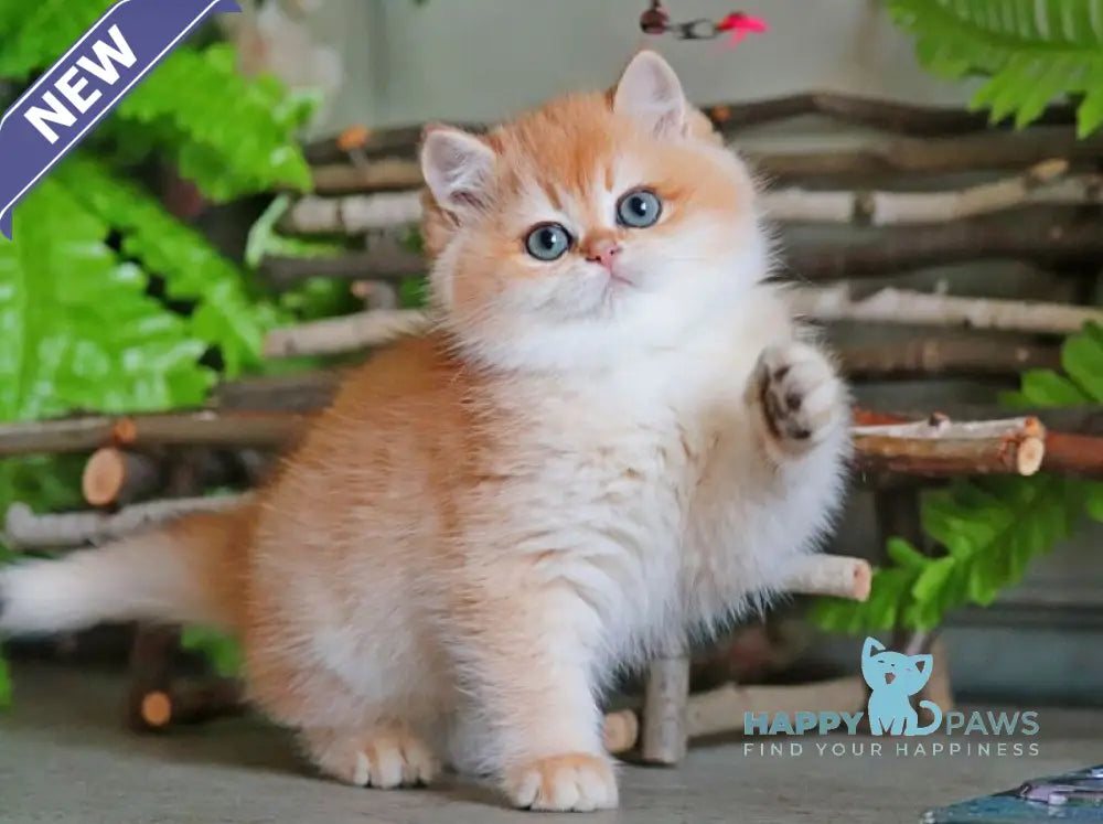 Richard British Shorthair male black golden chinchilla live animals