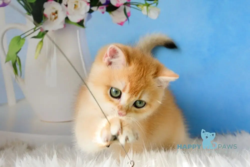 Richard British Shorthair male black golden chinchilla live animals