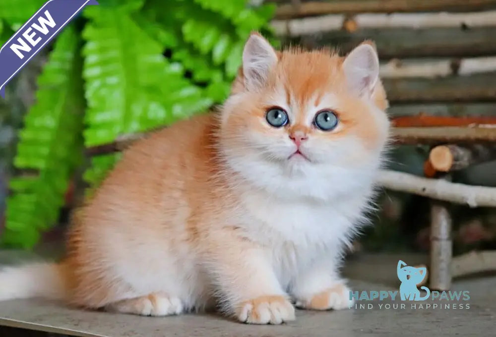 Richard British Shorthair male black golden chinchilla live animals
