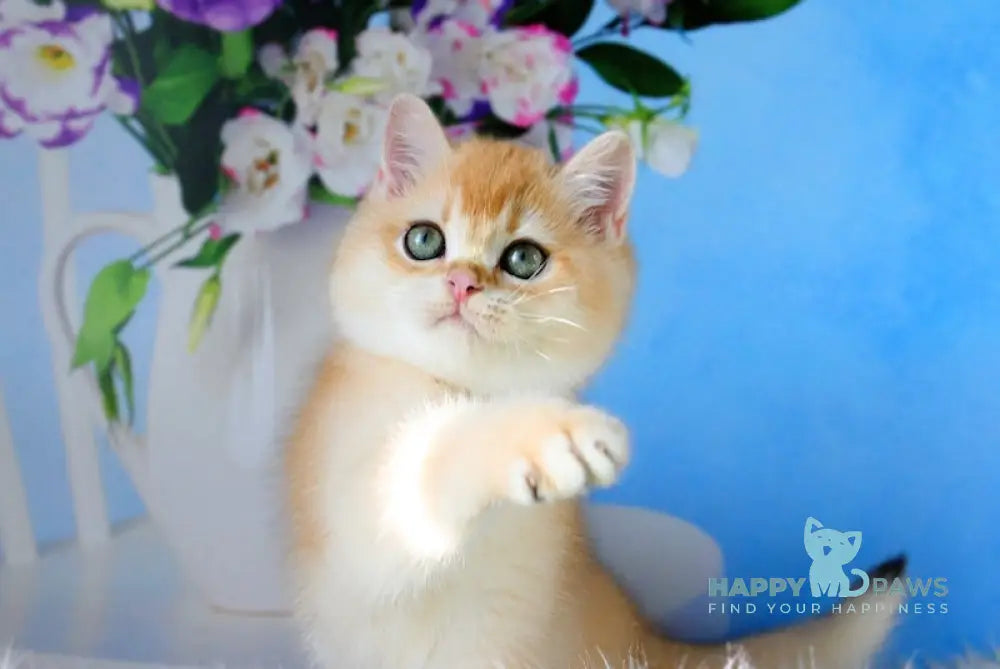 Richard British Shorthair male black golden chinchilla live animals