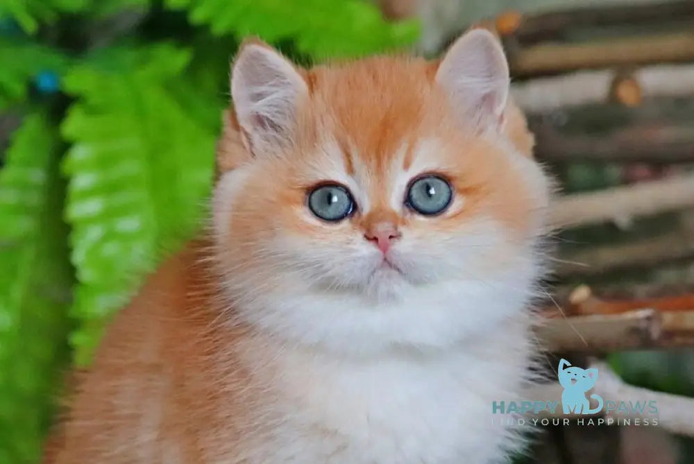 Richard British Shorthair male black golden chinchilla live animals