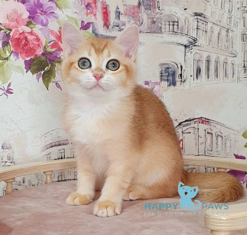 Richard British Shorthair male black golden chinchilla live animals