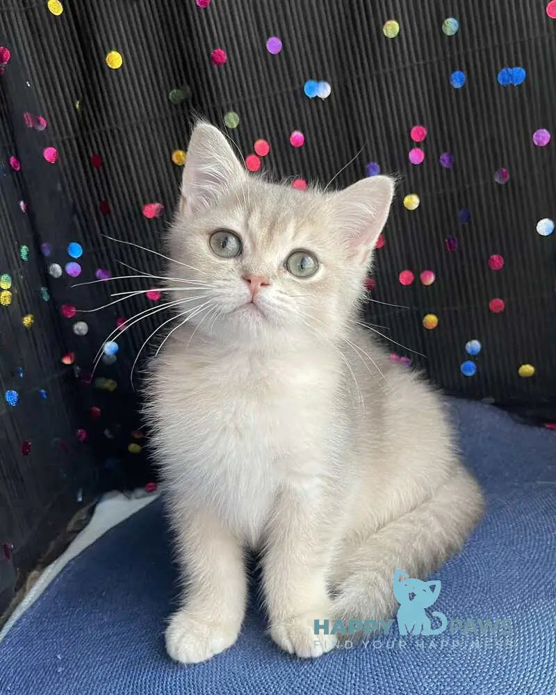 Richard British Shorthair male blue golden shaded live animals