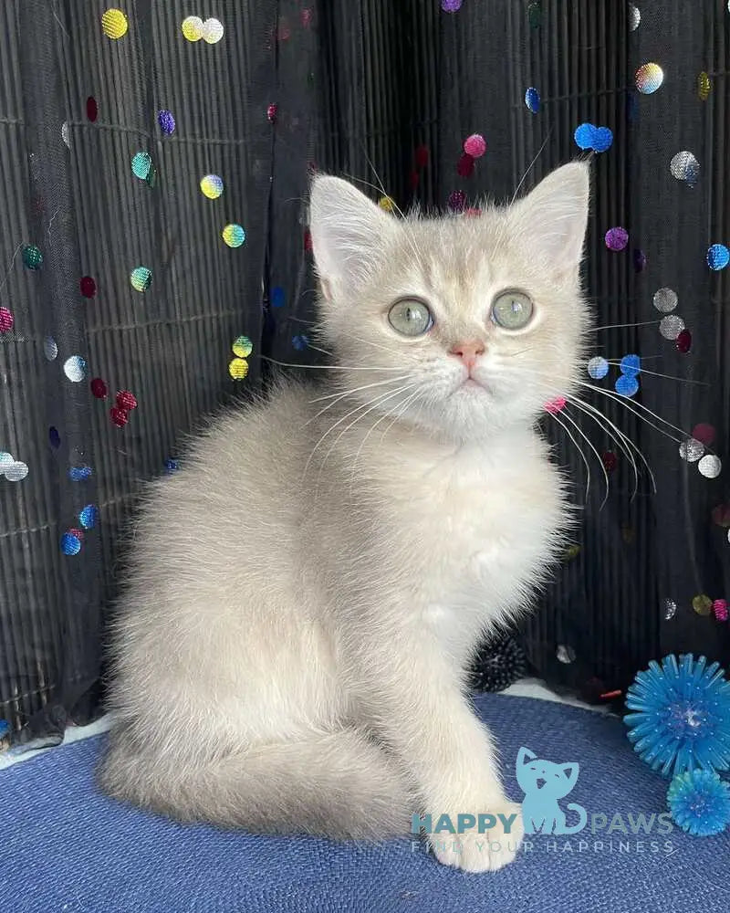 Richard British Shorthair male blue golden shaded live animals