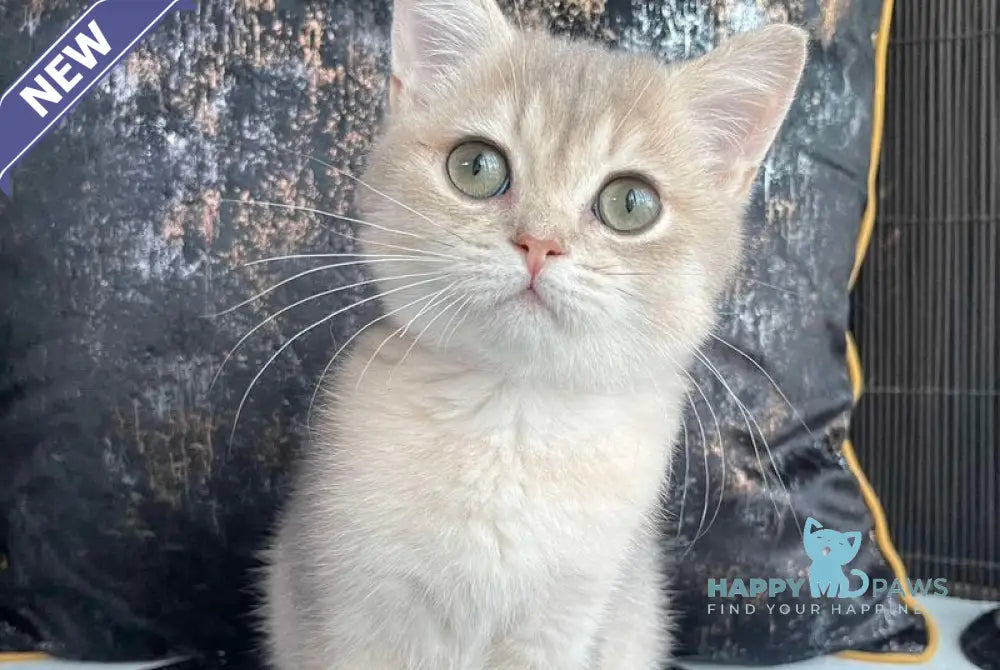 Richard British Shorthair male blue golden shaded live animals