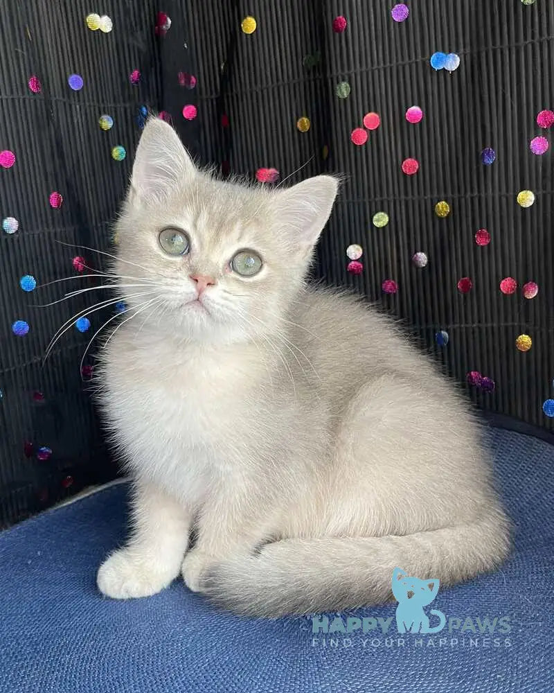 Richard British Shorthair male blue golden shaded live animals