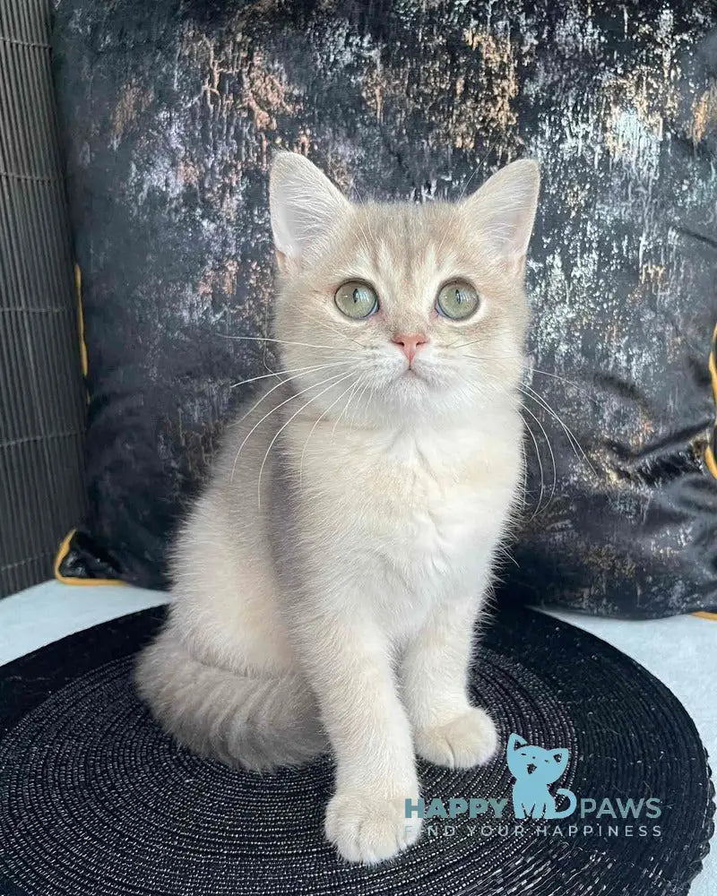 Richard British Shorthair male blue golden shaded live animals