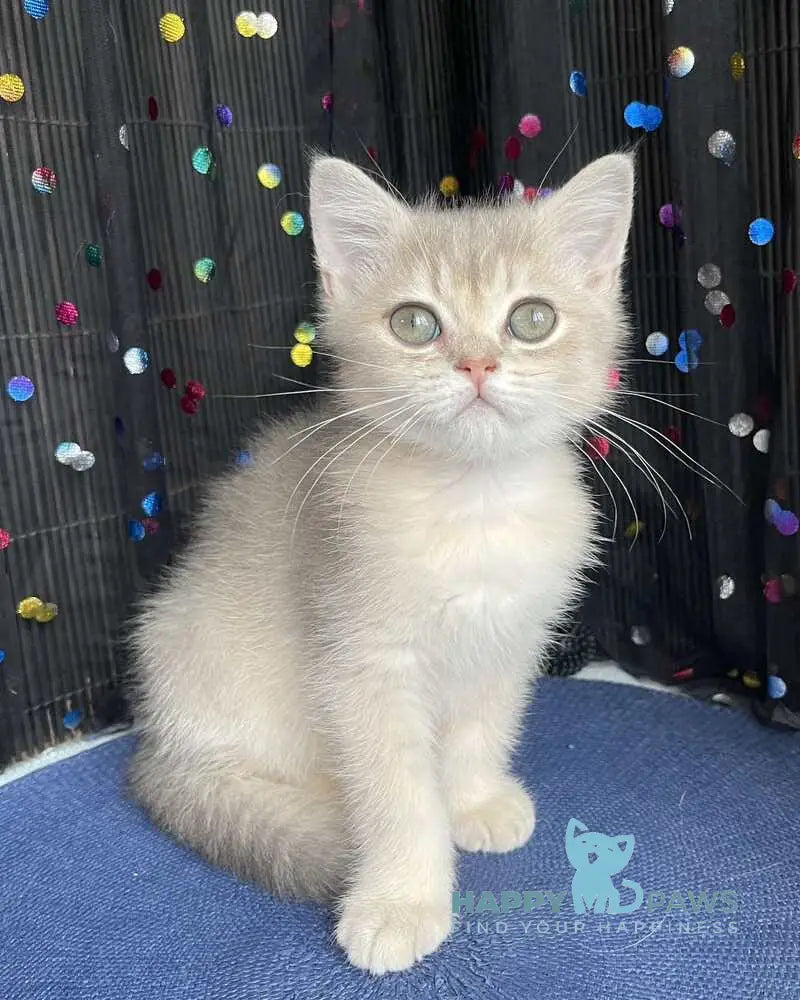 Richard British Shorthair male blue golden shaded live animals