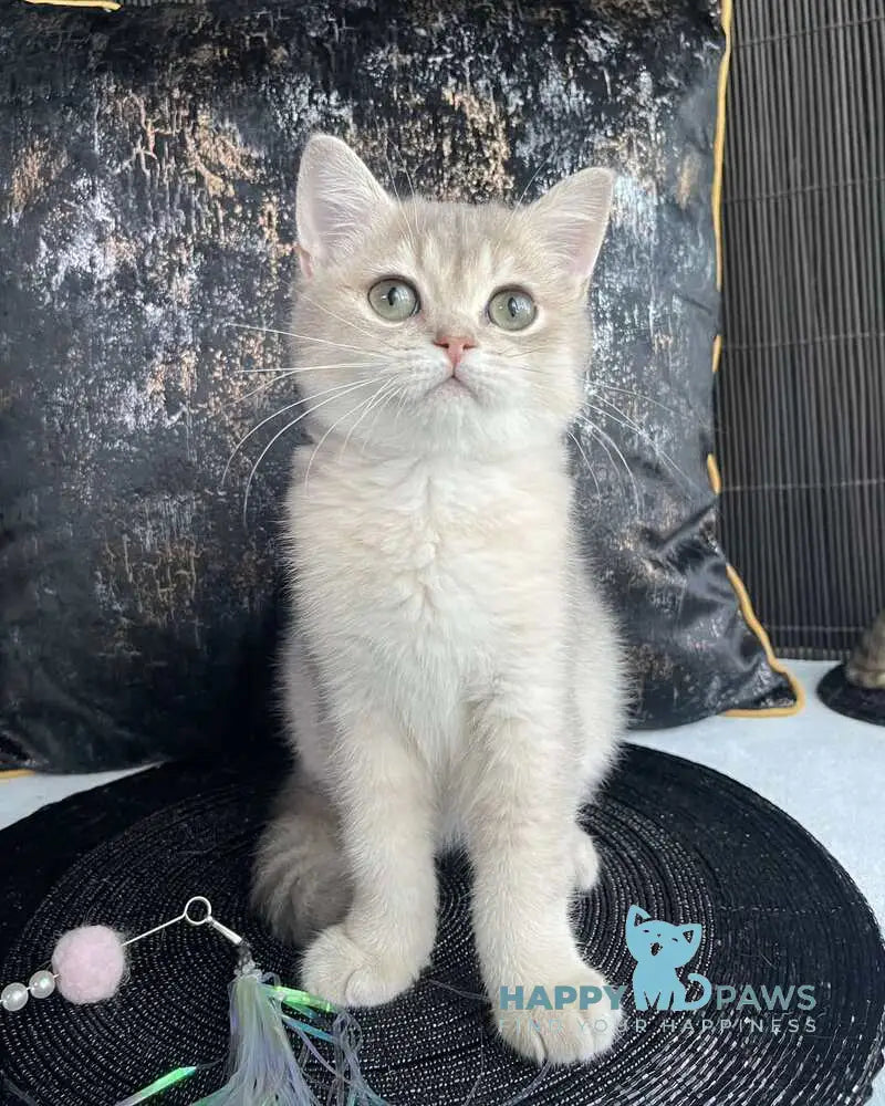 Richard British Shorthair male blue golden shaded live animals
