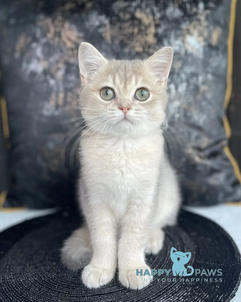 Richard British Shorthair male blue golden shaded live animals