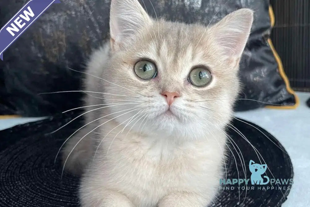 Richard British Shorthair male blue golden shaded live animals