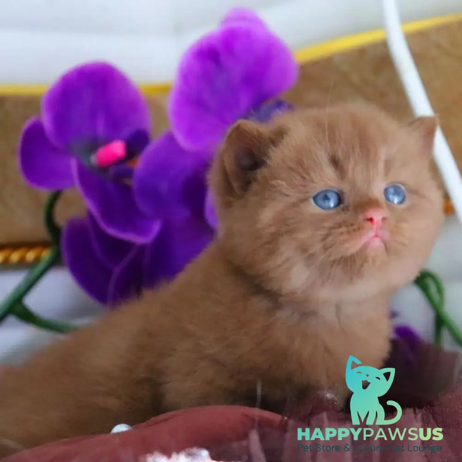 Richard British Shorthair male cinnamon - live animals