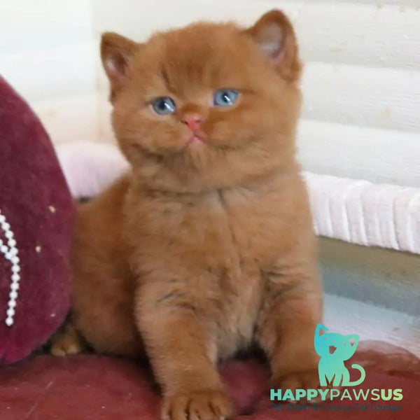 Richard British Shorthair male cinnamon - live animals