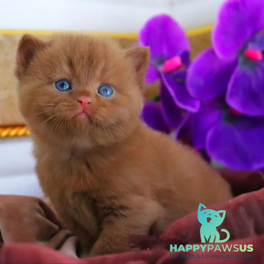 Richard British Shorthair male cinnamon - live animals