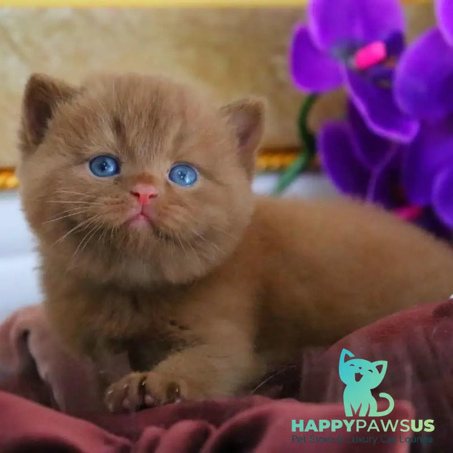 Richard British Shorthair male cinnamon - live animals