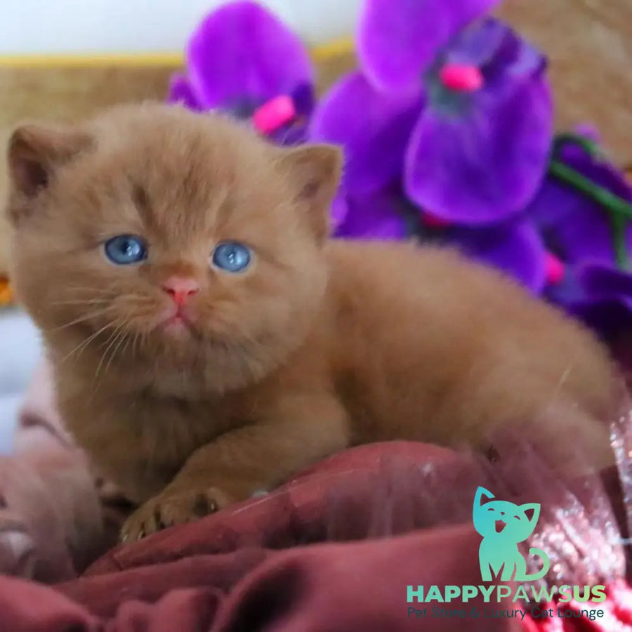 Richard British Shorthair male cinnamon - live animals
