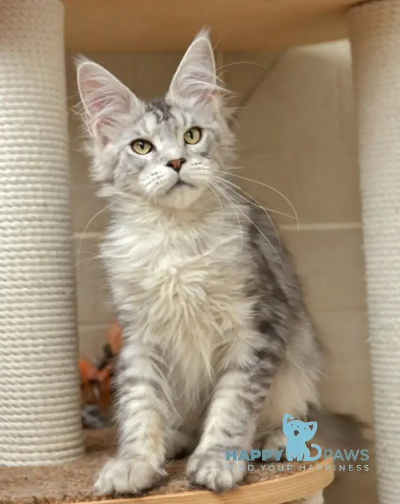 Richard Maine Coon male black silver tabby live animals