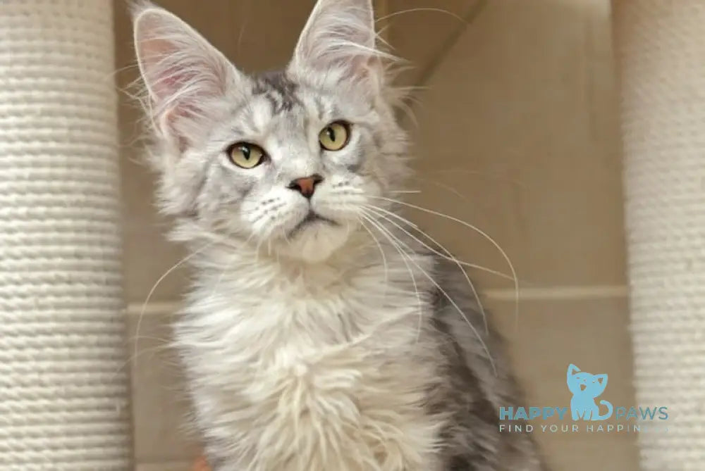 Richard Maine Coon male black silver tabby live animals