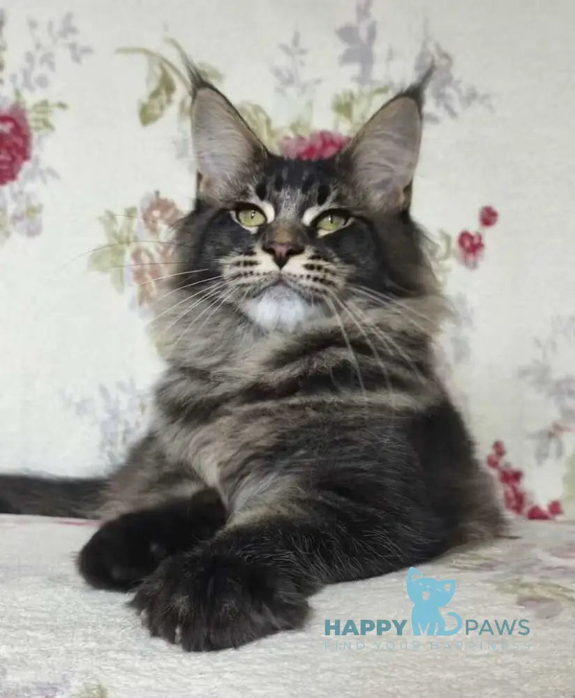 Richard Maine Coon male black ticked tabby live animals