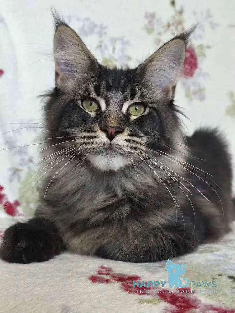 Richard Maine Coon male black ticked tabby live animals