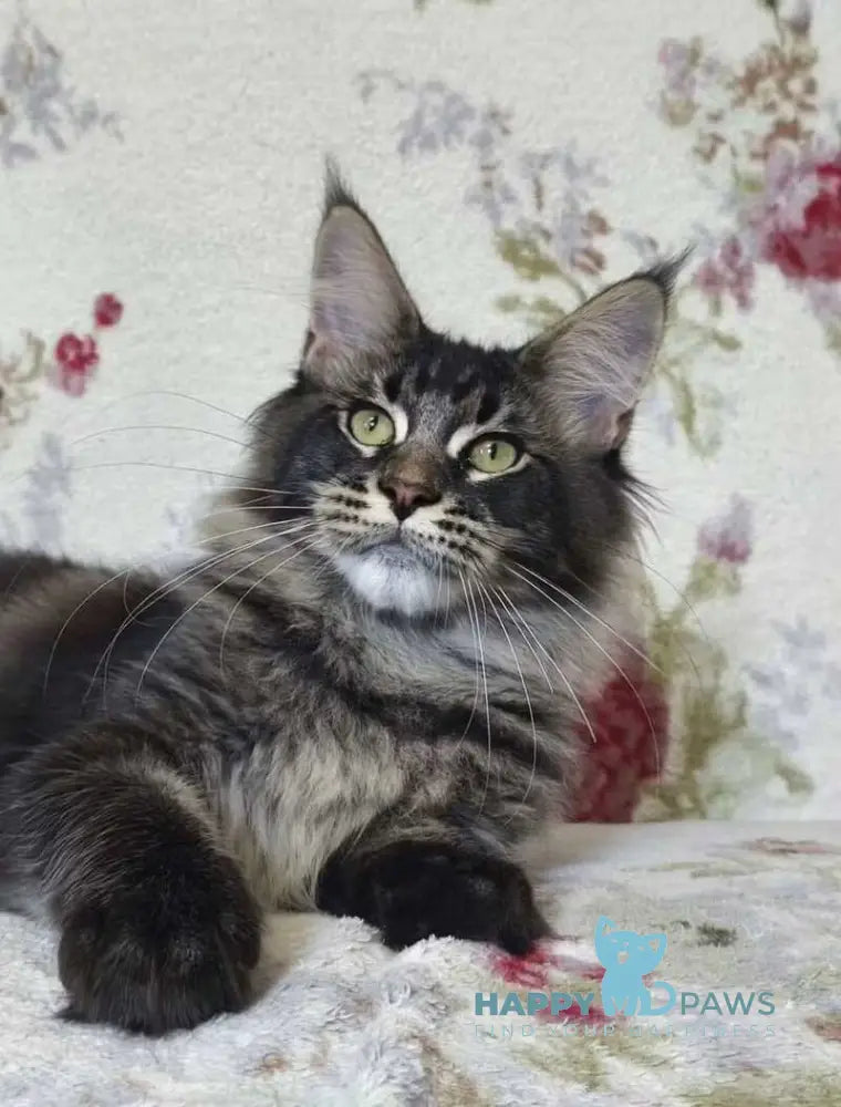 Richard Maine Coon male black ticked tabby live animals
