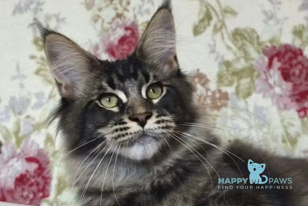 Richard Maine Coon male black ticked tabby live animals