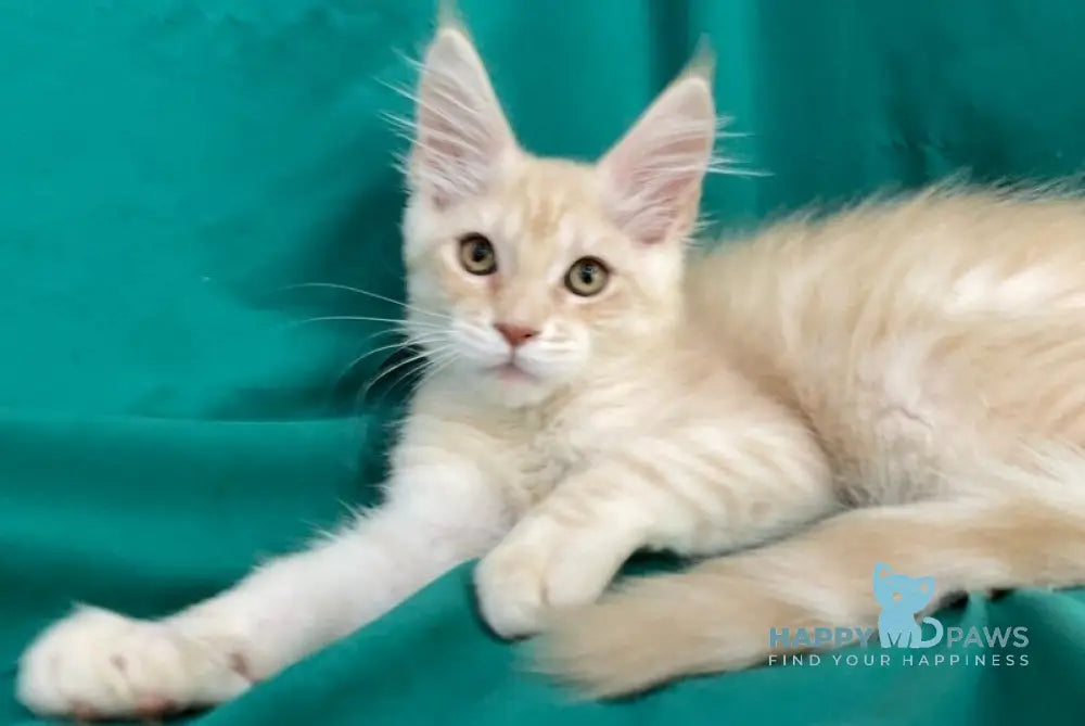 Richard Maine Coon male cream silver tabby live animals