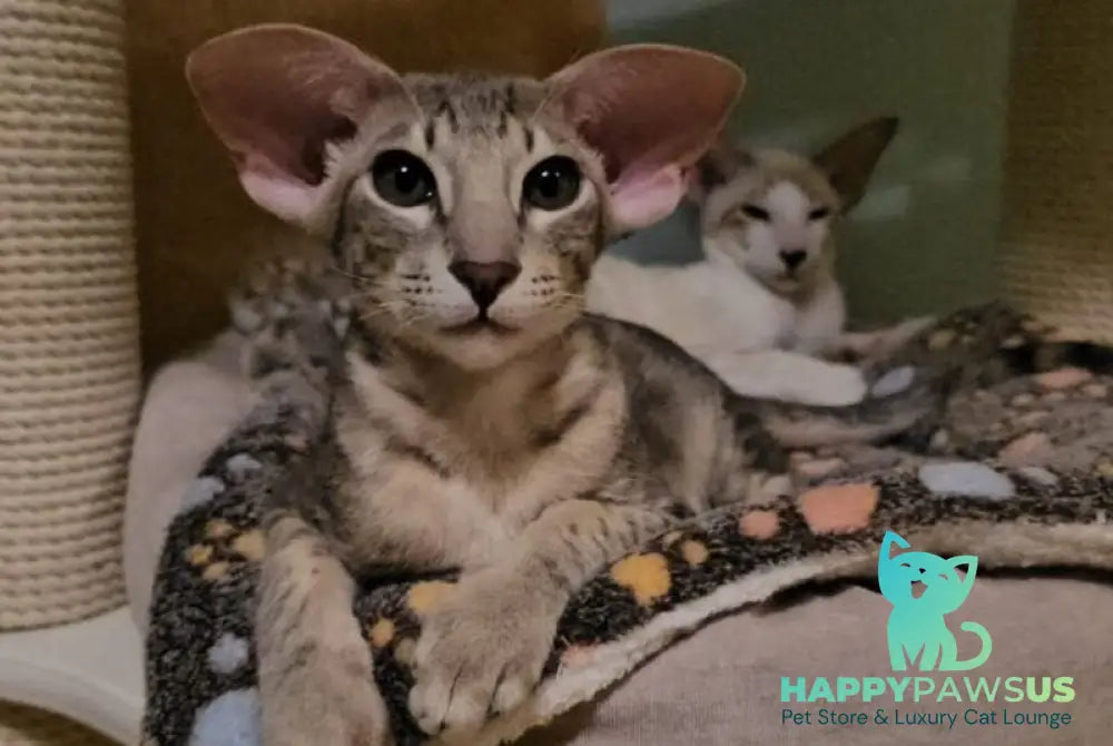 Richard Oriental Shorthair male blue spotted tabby - live animals