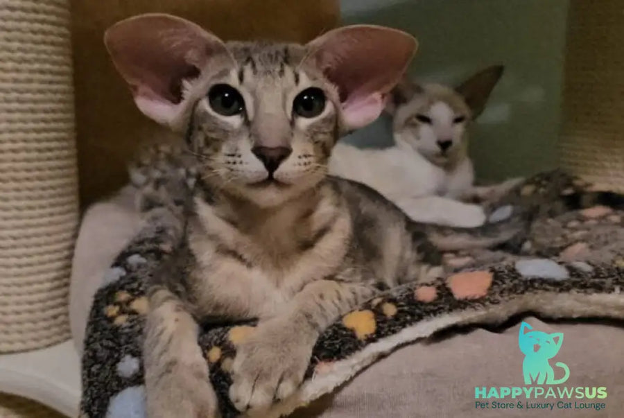Richard Oriental Shorthair male blue spotted tabby - live animals