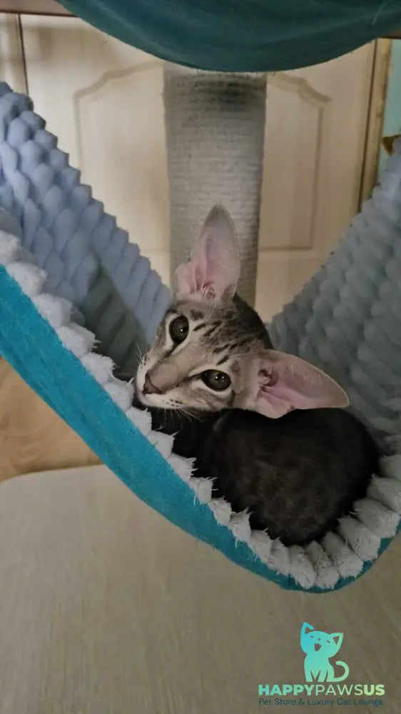 Richard Oriental Shorthair male blue spotted tabby - live animals