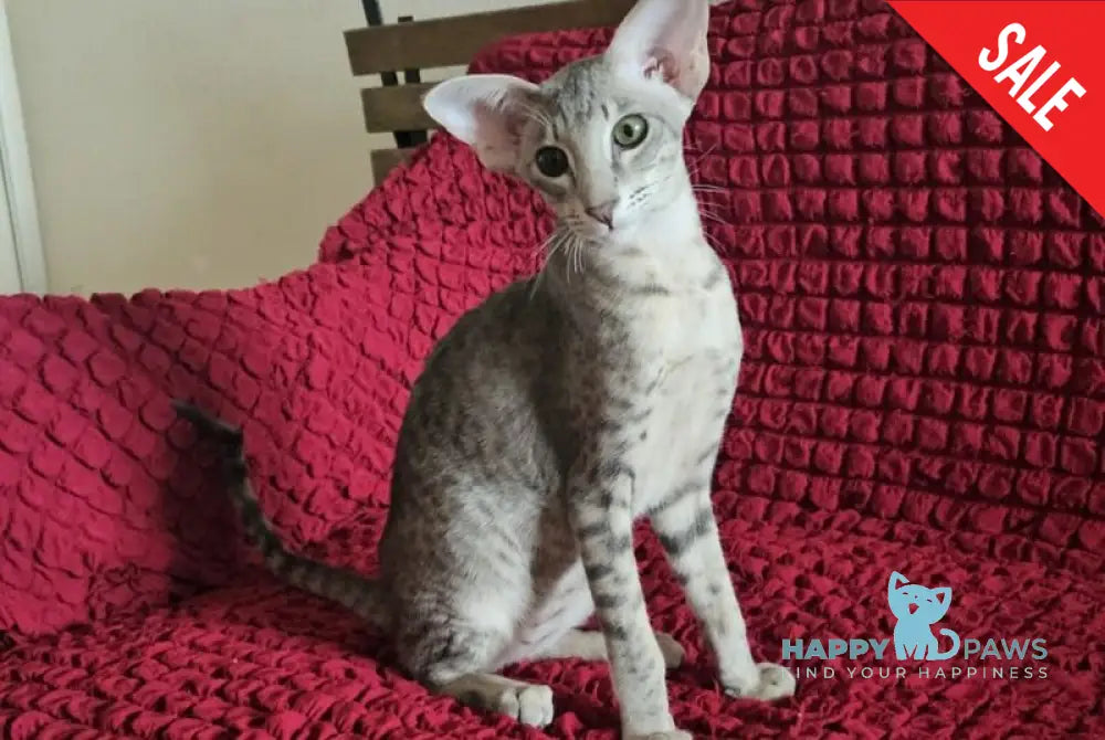 Richard Oriental Shorthair male blue spotted tabby - live animals