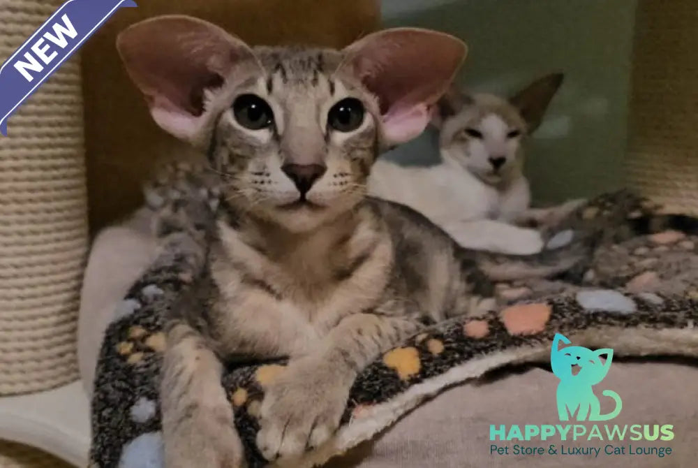 Richard Oriental Shorthair male blue spotted tabby - live animals