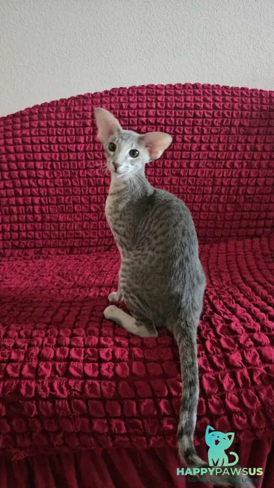 Richard Oriental Shorthair male blue spotted tabby - live animals