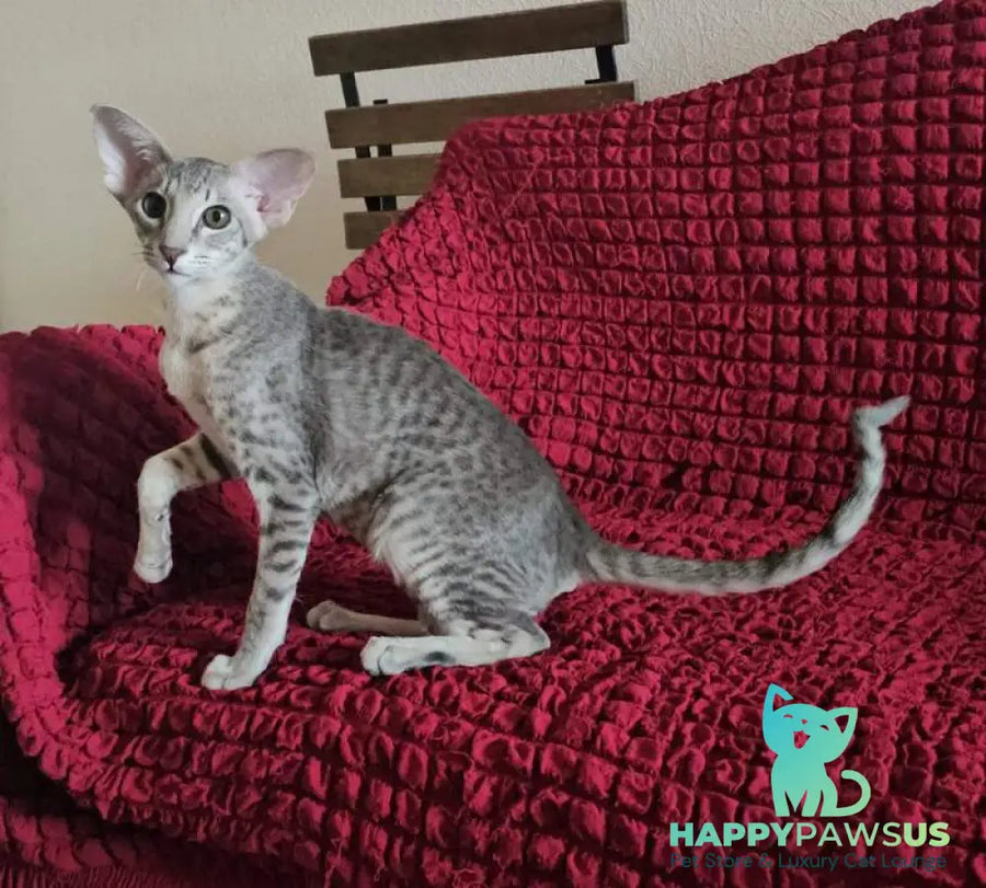 Richard Oriental Shorthair male blue spotted tabby - live animals