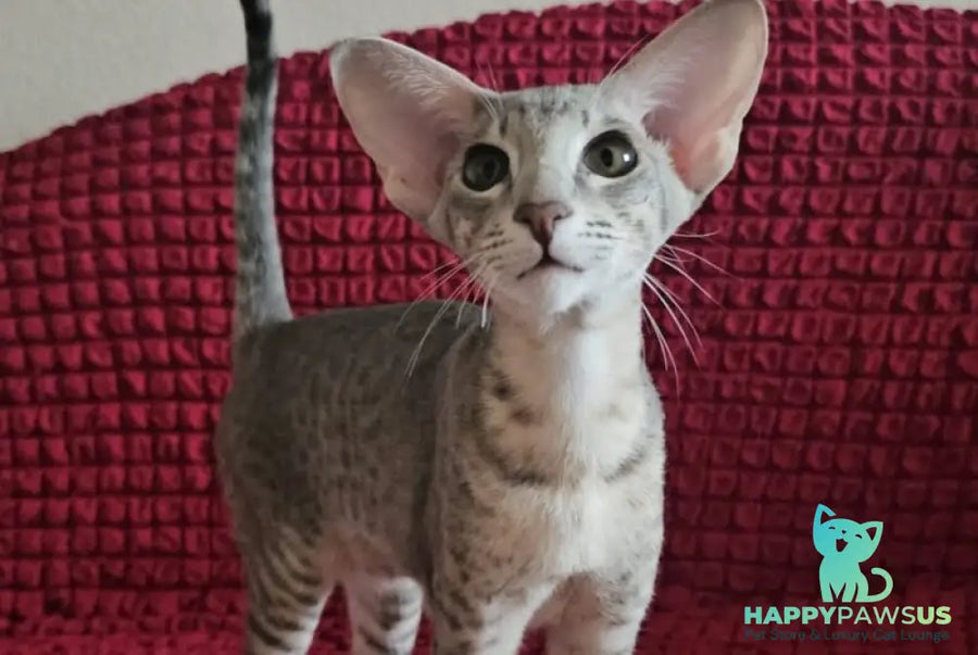 Richard Oriental Shorthair male blue spotted tabby - live animals
