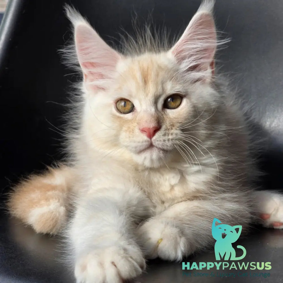 Richelieu Maine Coon male red silver - live animals