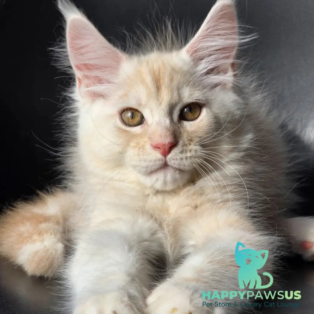 Richelieu Maine Coon male red silver - live animals