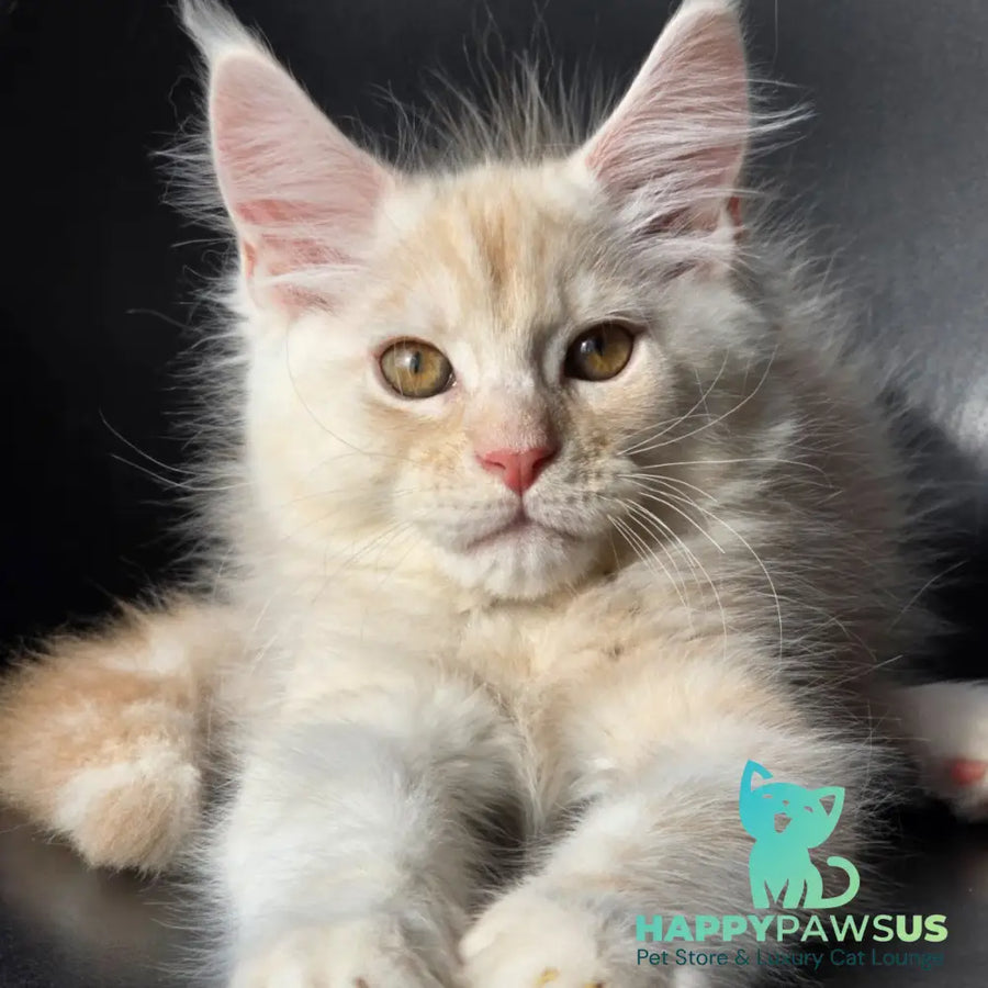 Richelieu Maine Coon male red silver - live animals