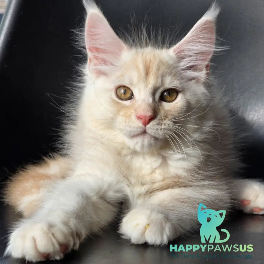 Richelieu Maine Coon male red silver - live animals