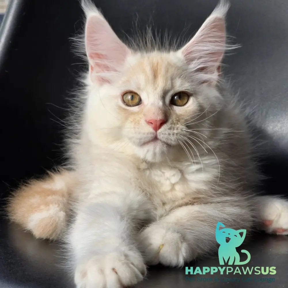Richelieu Maine Coon male red silver - live animals